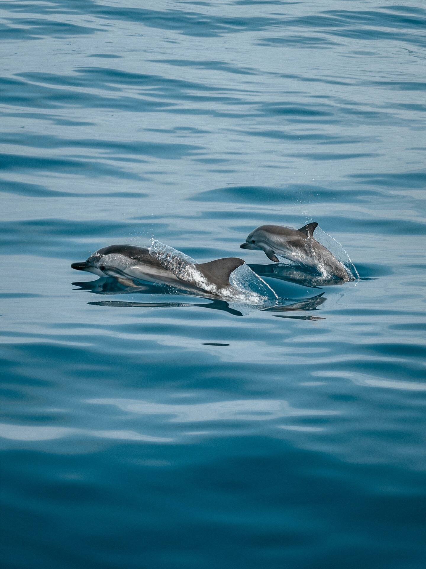 Dolphin and calf off the Southern California coast