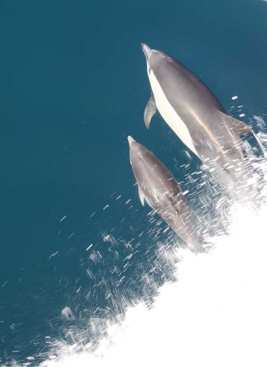 Common dolphins bow-riding off Newport Beach, California