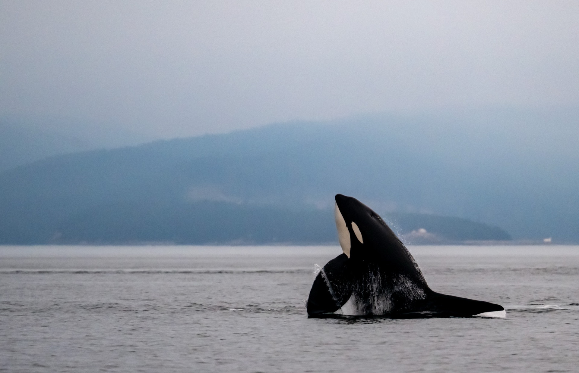 Orca breaching in the San Juan Islands, Washington State