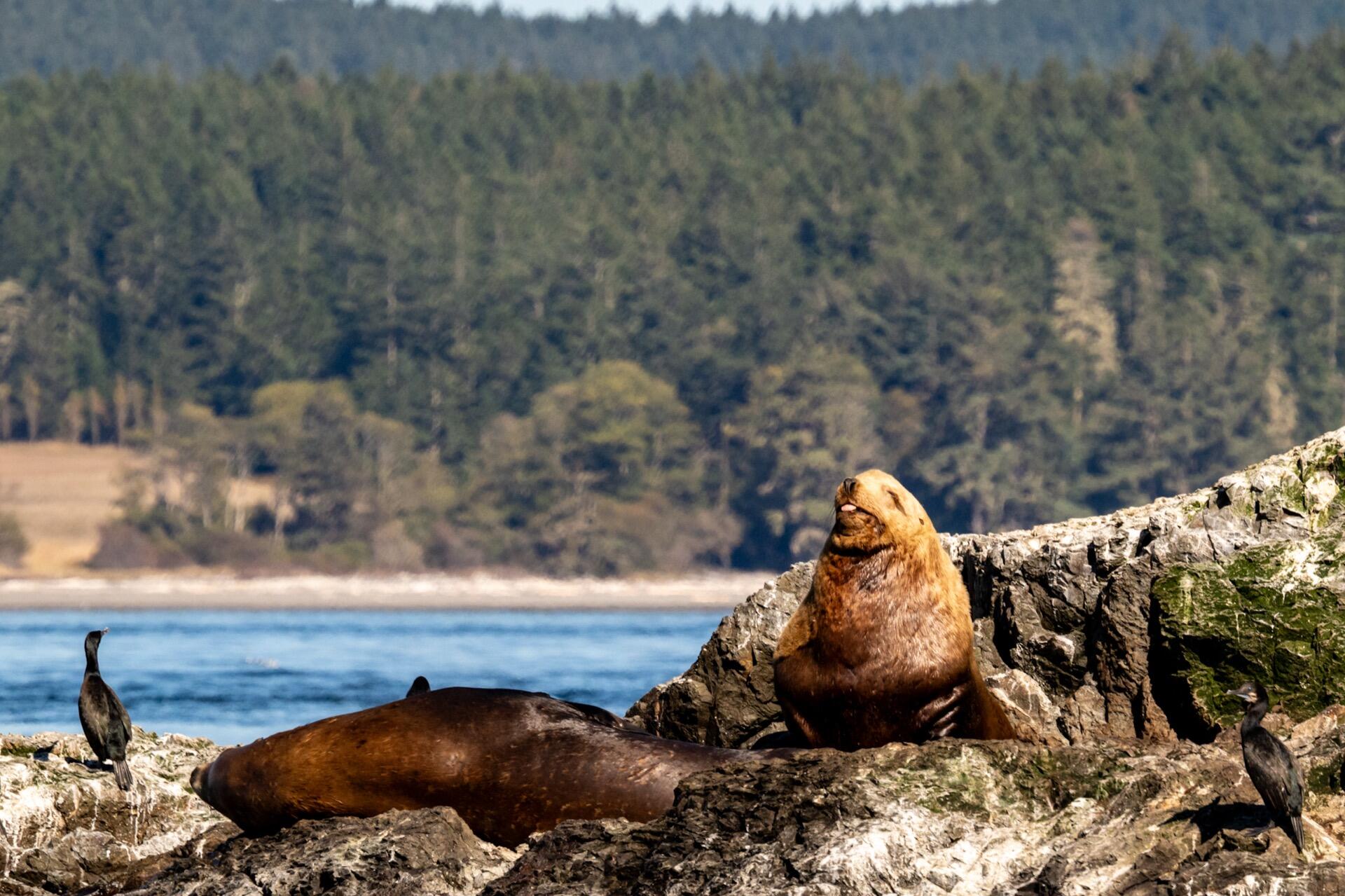 Steller sea lion on rocks, San Juan Islands