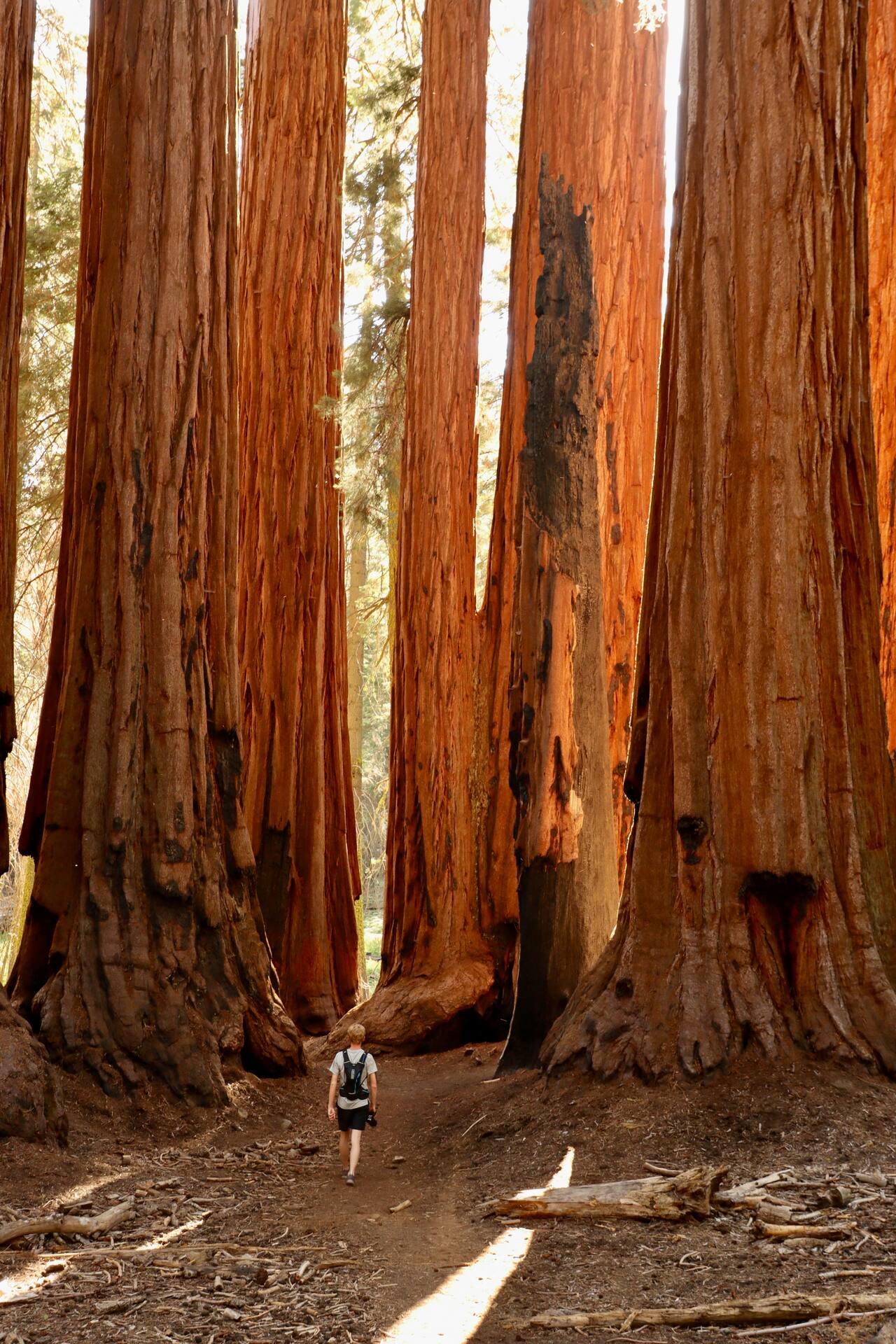 Giant sequoia trees in the Giant Forest, Sequoia National Park