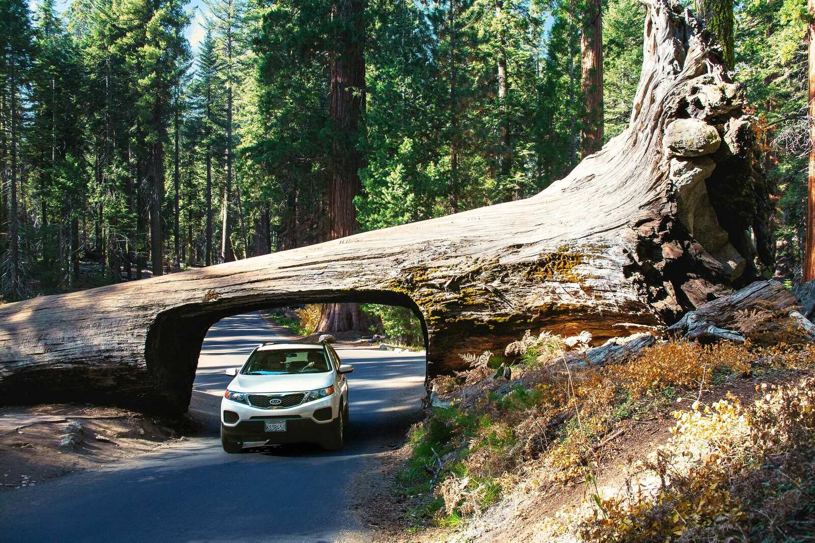 Car driving through Tunnel Log in Sequoia National Park