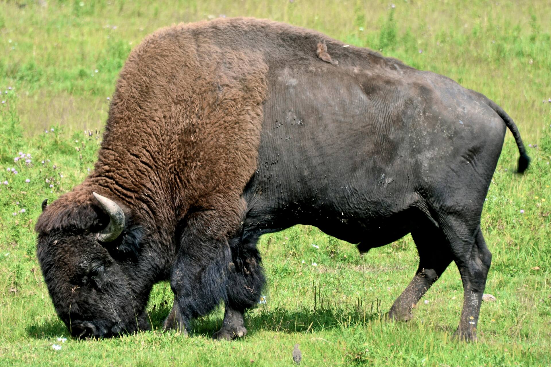 Wild bison grazing in a Yellowstone meadow