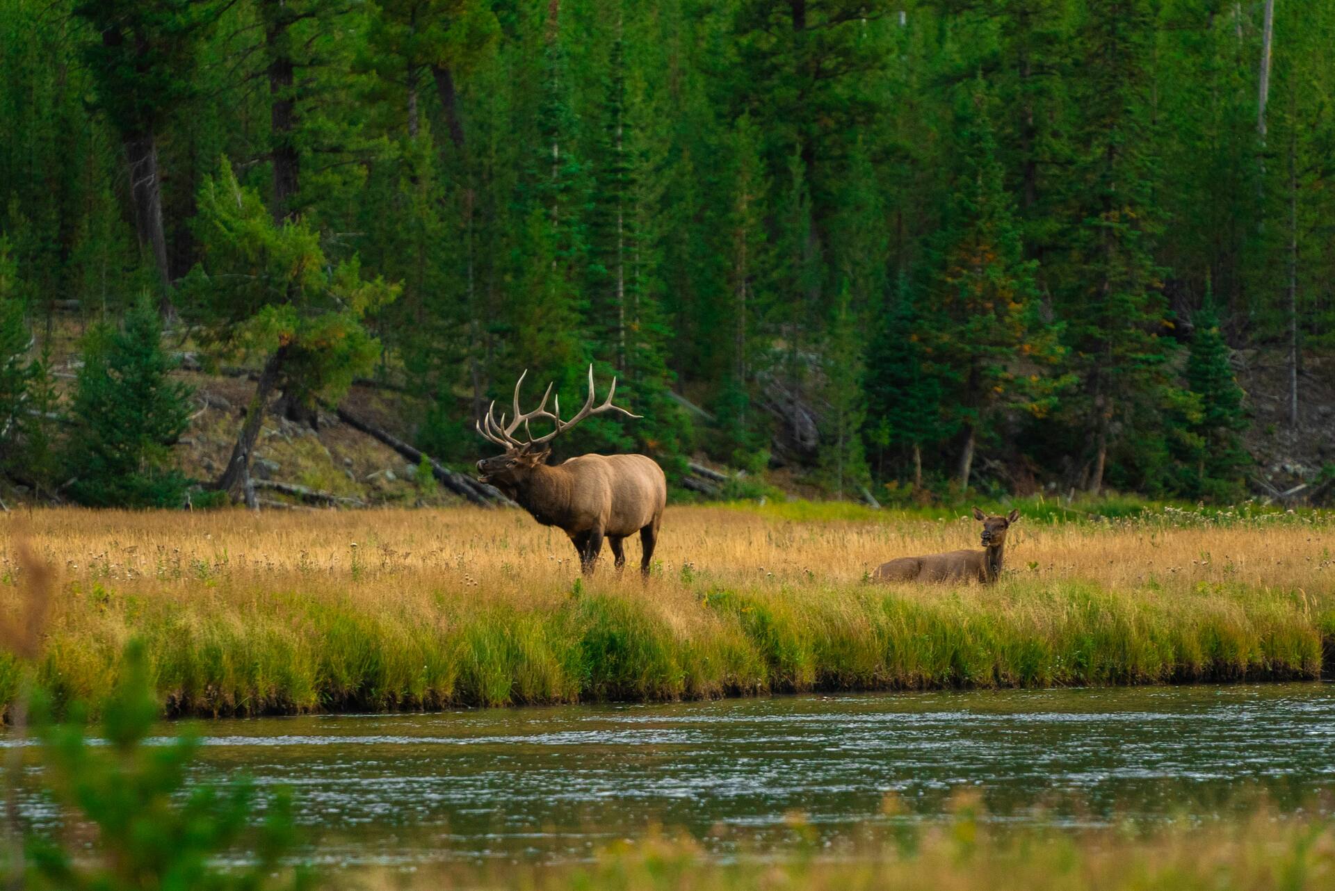 Bull elk in the Yellowstone landscape