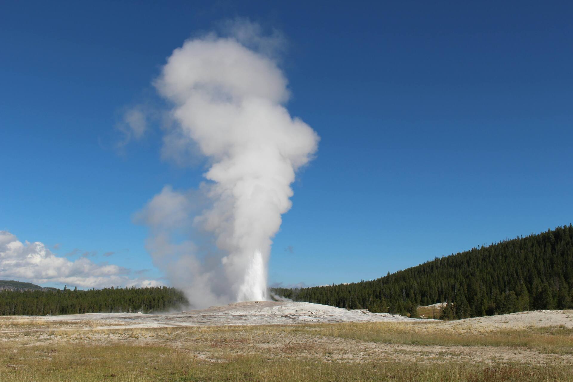 Old Faithful geyser erupting against a blue sky in Yellowstone