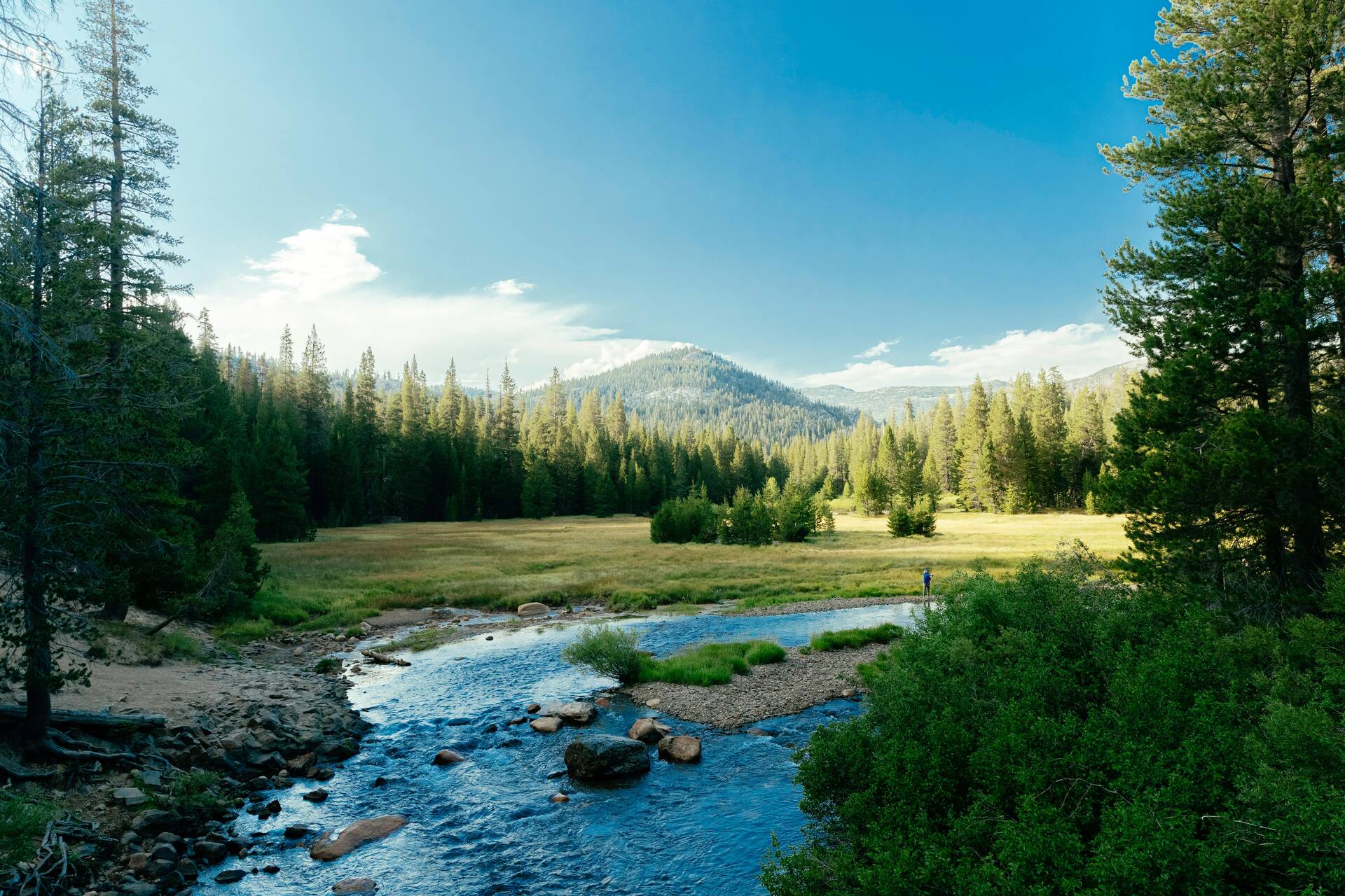 Lush alpine meadow and forest in Yosemite high country